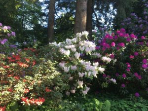 @VanDusen Botanical Garden