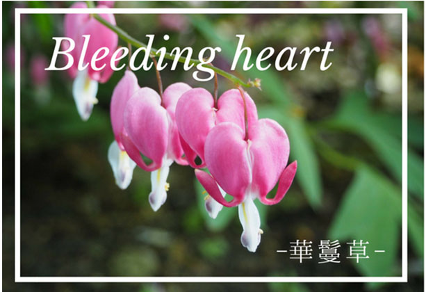 華鬘草