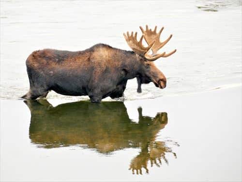 bull-moose