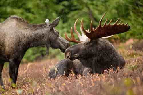 moose-