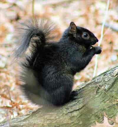 A black Squirrel.