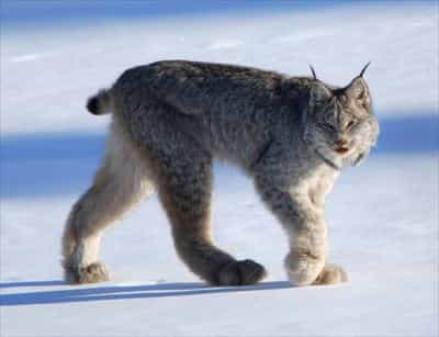 カナディアンリンクス（Canadian Lynx）