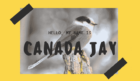 Canada Jay (1)-min
